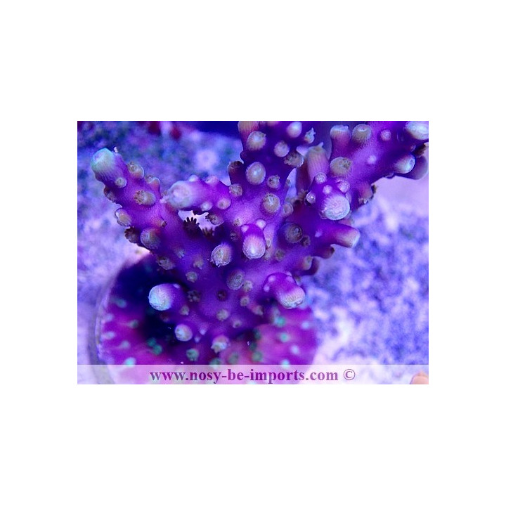 Acropora sp. USA WYSIWYG 16102021-22
