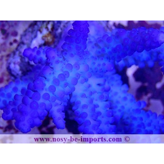 Acropora gomezi WYSIWYG 16102021-23