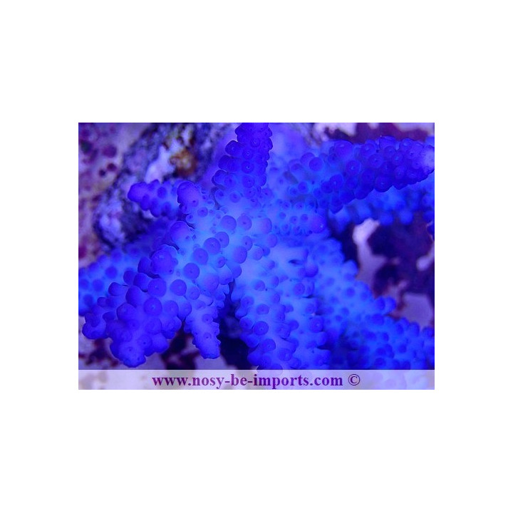 Acropora gomezi WYSIWYG 16102021-23