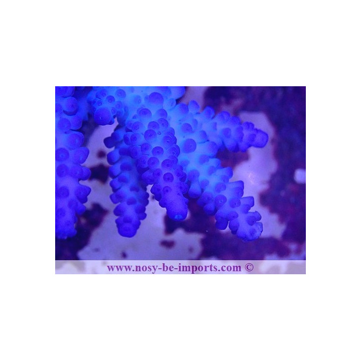 Acropora gomezi WYSIWYG 16102021-23