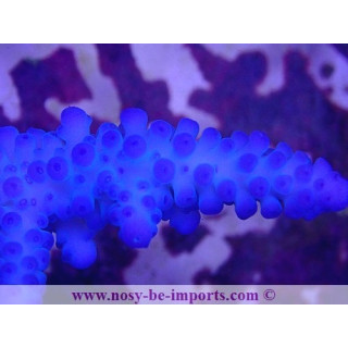 Acropora gomezi WYSIWYG 16102021-24