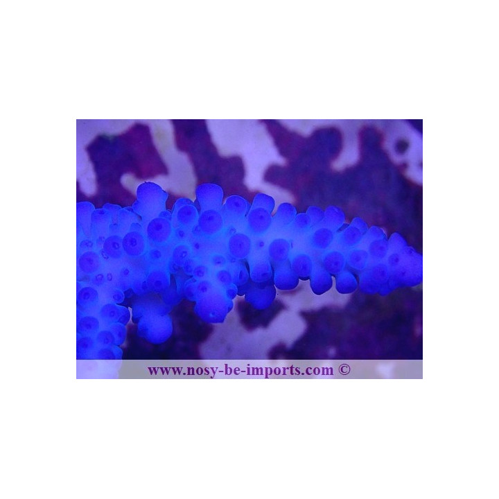 Acropora gomezi WYSIWYG 16102021-24
