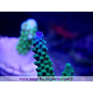 Acropora sp. WYSIWYG 16102021-25