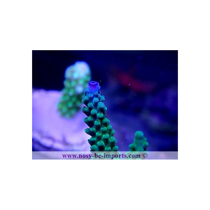 Acropora sp. WYSIWYG 16102021-25