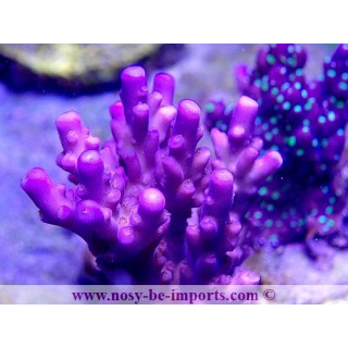 Acropora sp . USA WYSIWYG 16102021-26