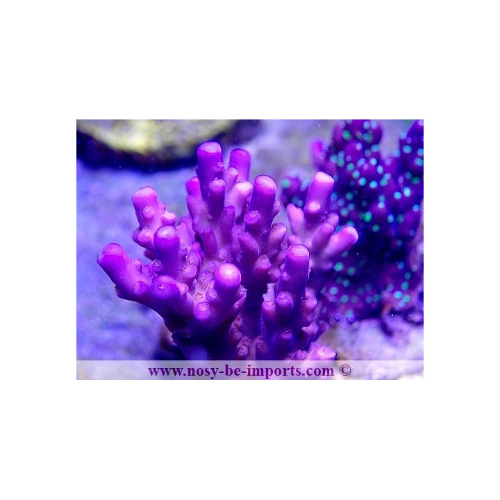 Acropora sp . USA WYSIWYG 16102021-26