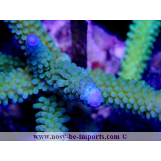 Acropora sp. WYSIWYG 16102021-27