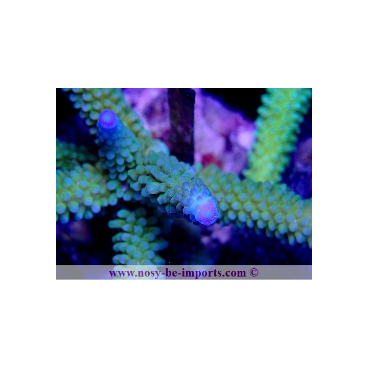 Acropora sp. WYSIWYG 16102021-27