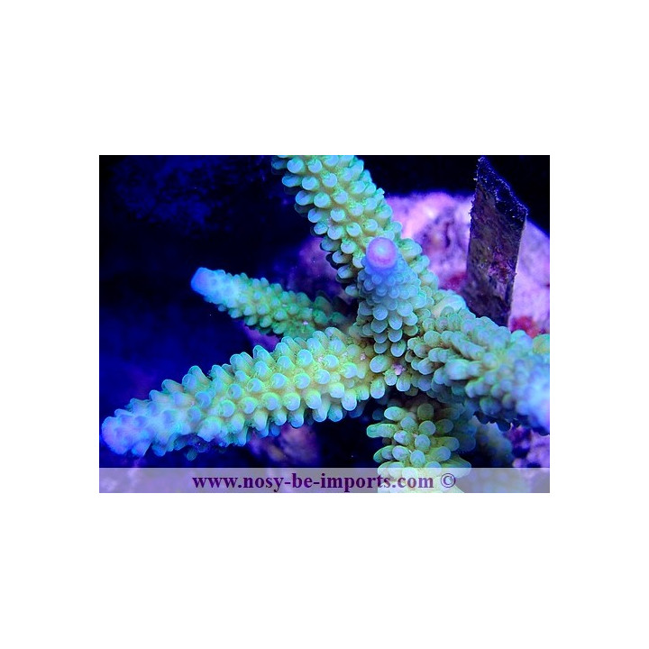Acropora sp. WYSIWYG 16102021-27