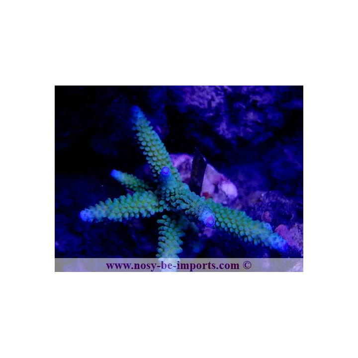Acropora sp. WYSIWYG 16102021-27