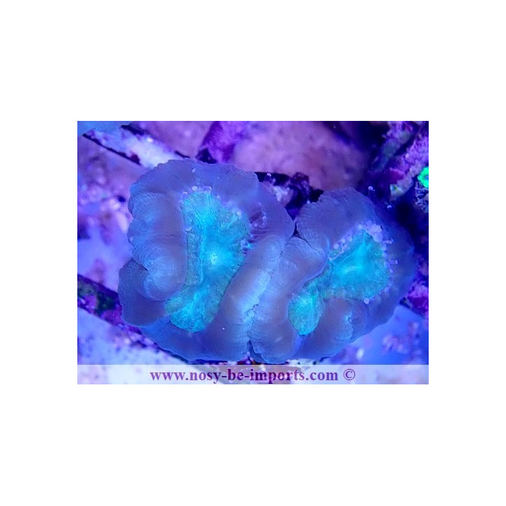 Caulastrea sp. WYSIWYG 16102021-28