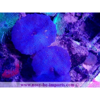 Actinodiscus sp. bleu WYSIWYG 16102021-29