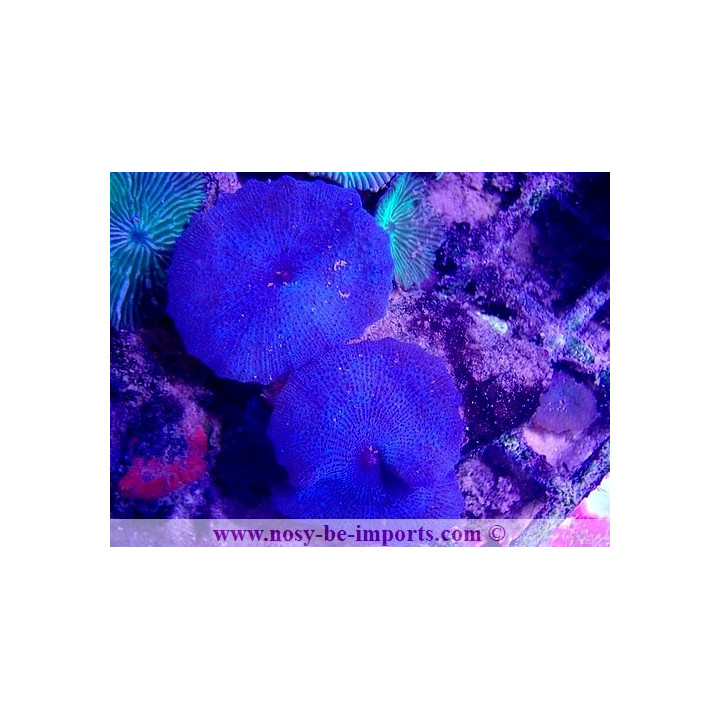Actinodiscus sp. bleu WYSIWYG 16102021-29