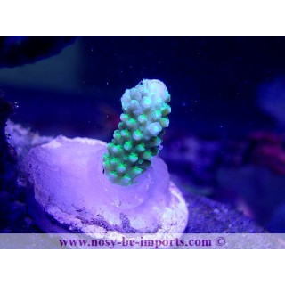 Acropora hoeksemai WYSIWYG 16102021-30
