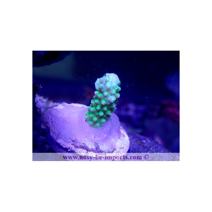 Acropora hoeksemai WYSIWYG 16102021-30