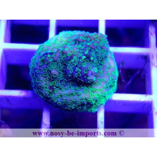 Montipora sp. WYSIWYG 16102021-31