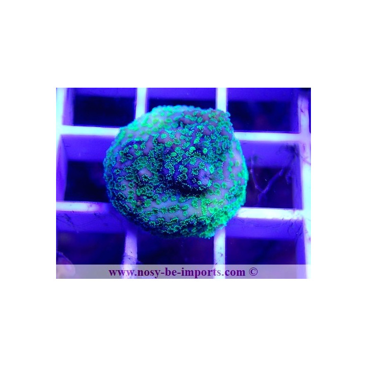 Montipora sp. WYSIWYG 16102021-31