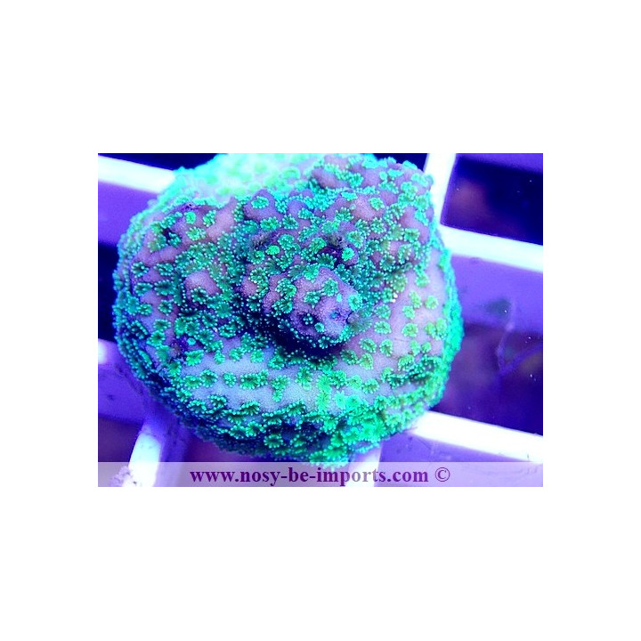 Montipora sp. WYSIWYG 16102021-31