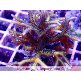 Seriatopora hystrix WYSIWYG 16102021-32