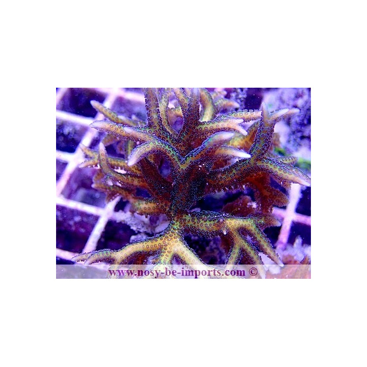 Seriatopora hystrix WYSIWYG 16102021-32