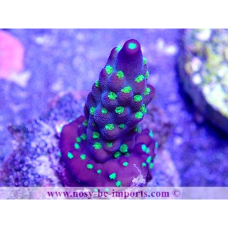 Acropora nana WYSIWYG 16102021-3324012021-3