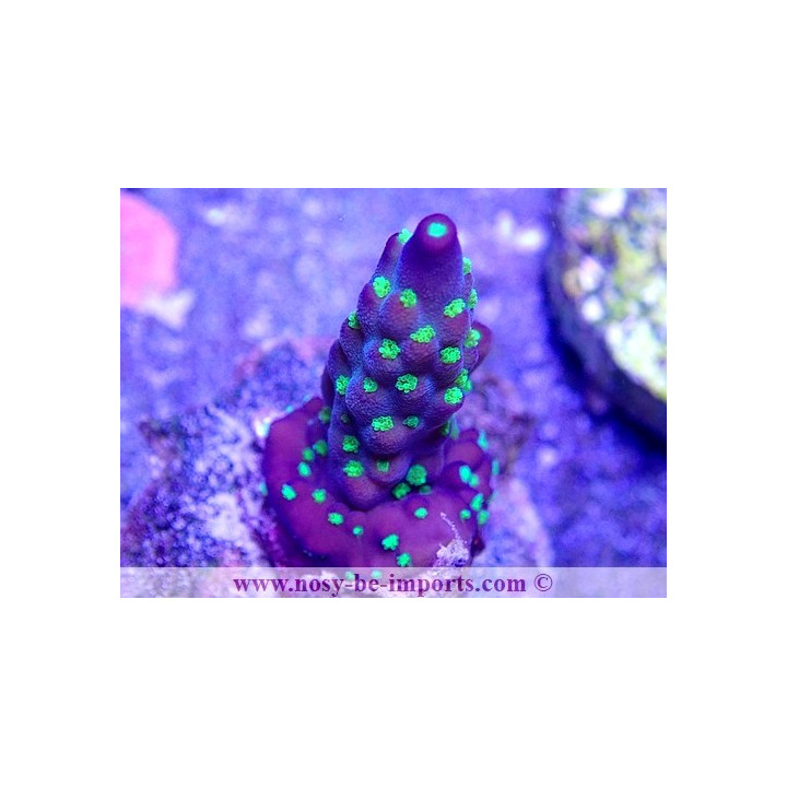 Acropora nana WYSIWYG 16102021-3324012021-3