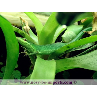 Takydromus dorsalis