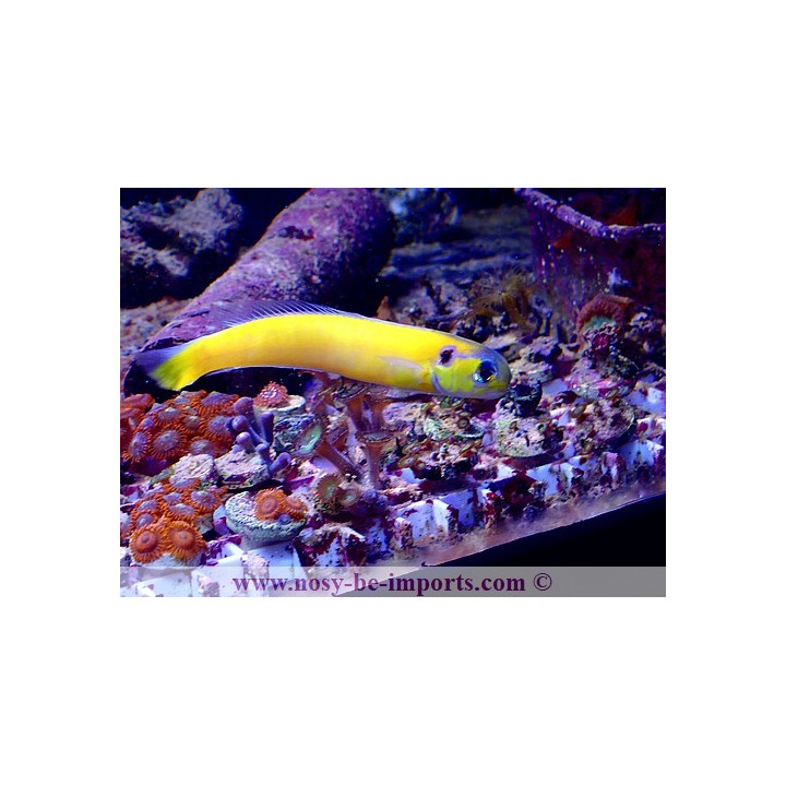 Hoplolatilus luteus