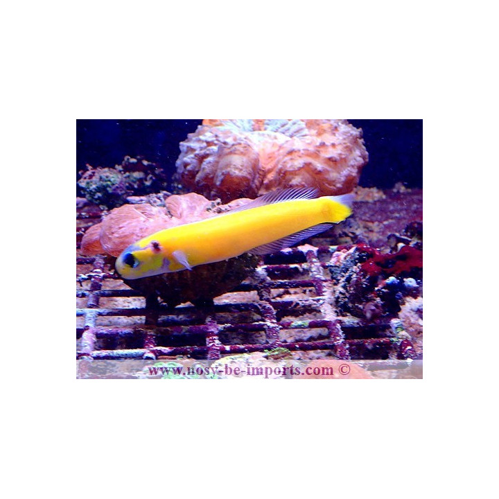 Hoplolatilus luteus