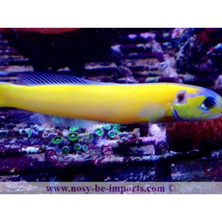 Hoplolatilus luteus