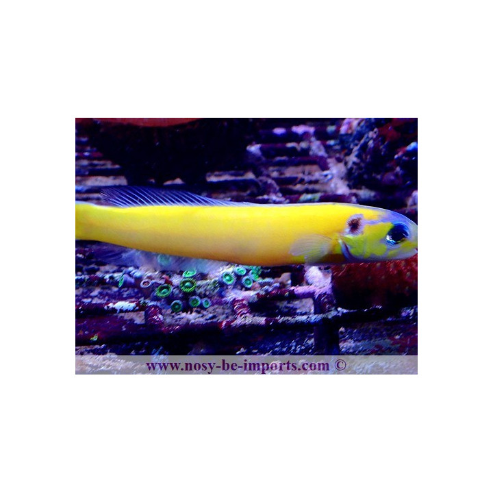 Hoplolatilus luteus