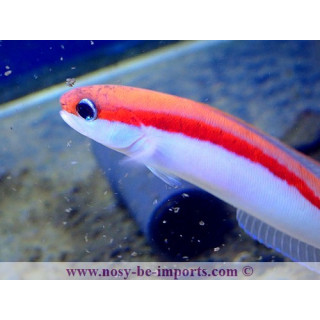 Hoplolatilus marcosi