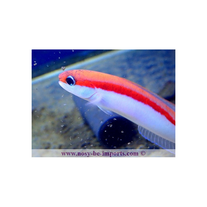 Hoplolatilus marcosi