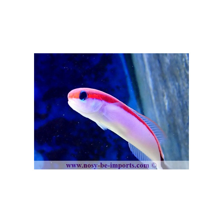 Hoplolatilus marcosi