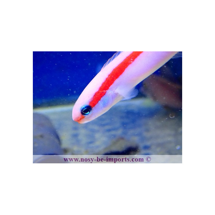 Hoplolatilus marcosi