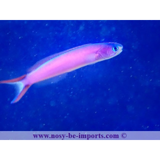 Hoplolatilus purpureus