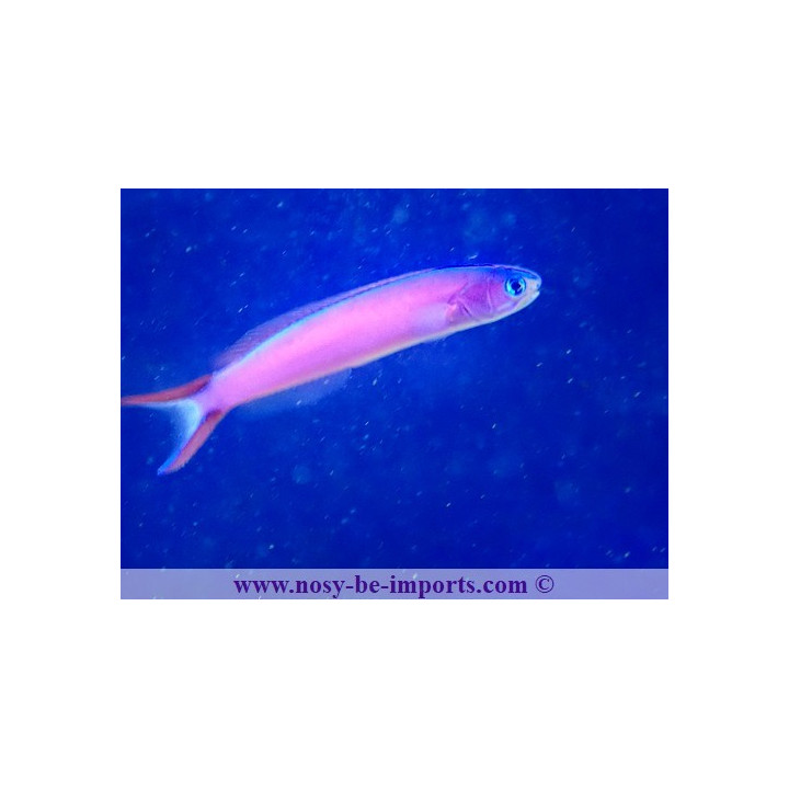 Hoplolatilus purpureus