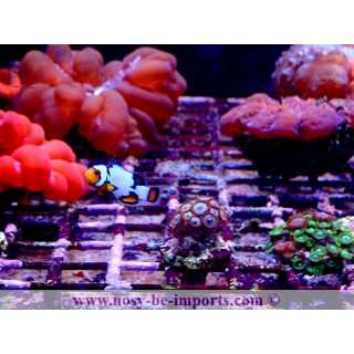 Amphiprion ocellaris black ice