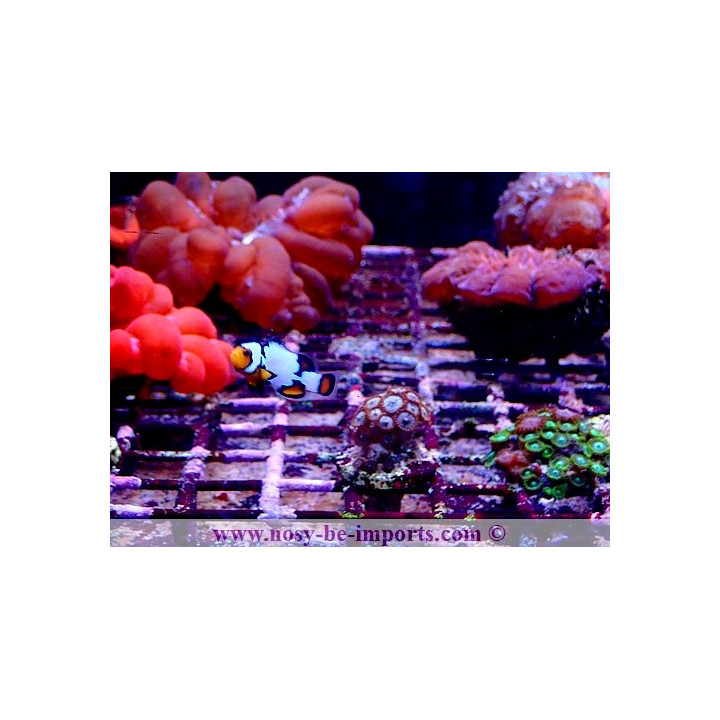Amphiprion ocellaris black ice