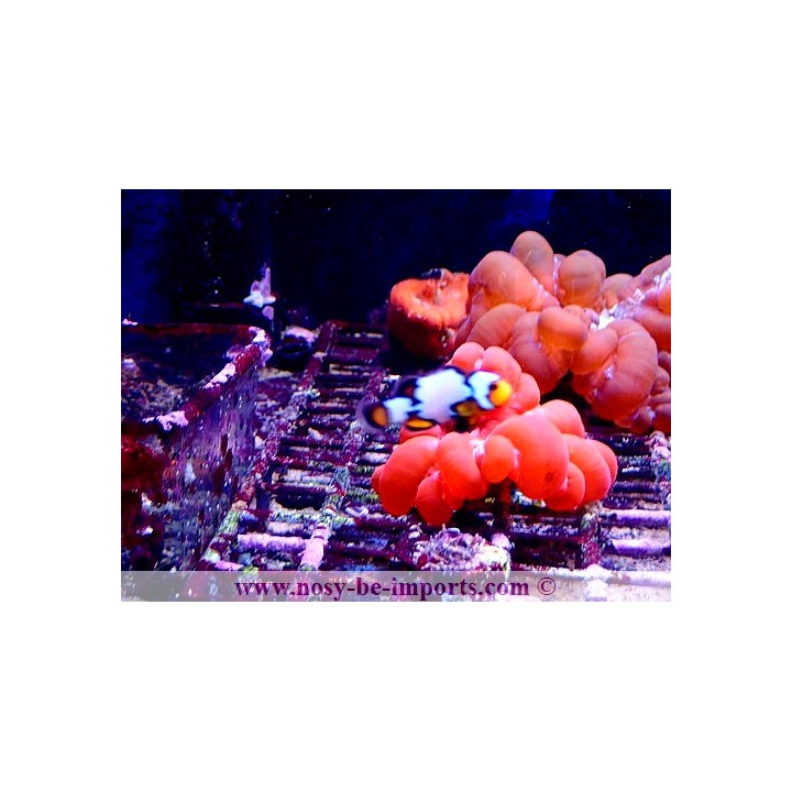 Amphiprion ocellaris black ice