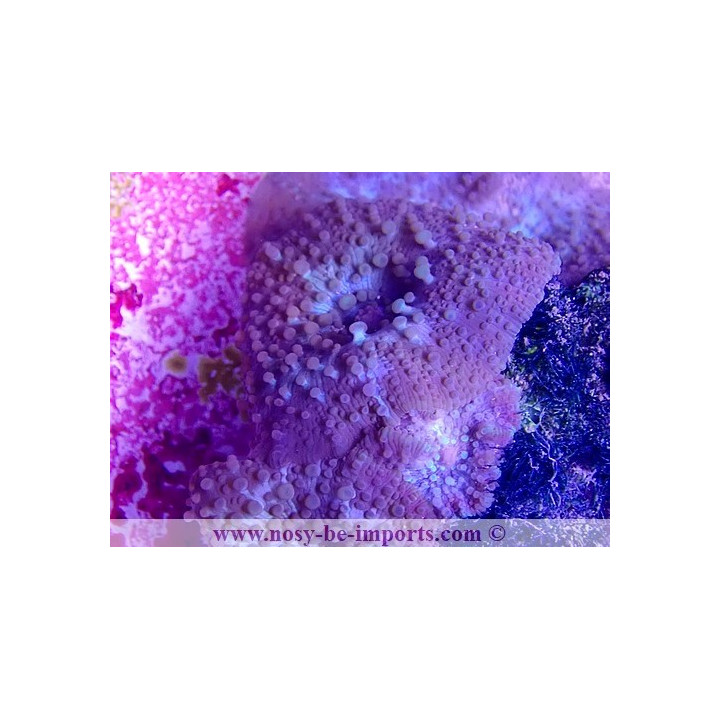 Discosoma sp. WYSIWYG 24112021-1