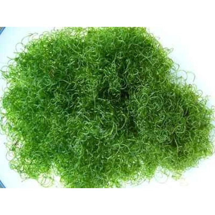 Chaetomorpha sp.