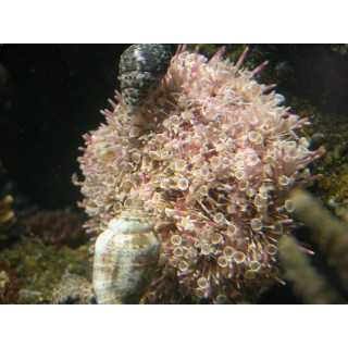 Toxopneustes pileolus