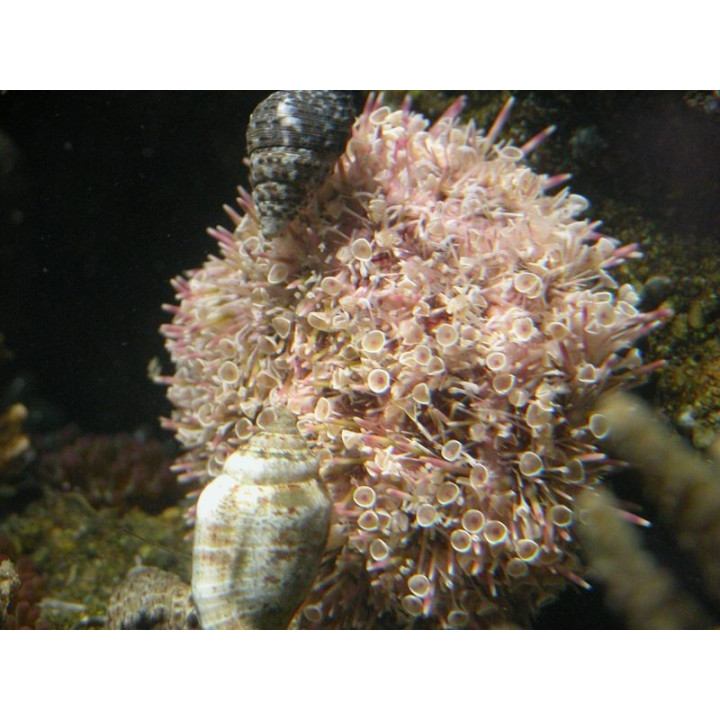Toxopneustes pileolus