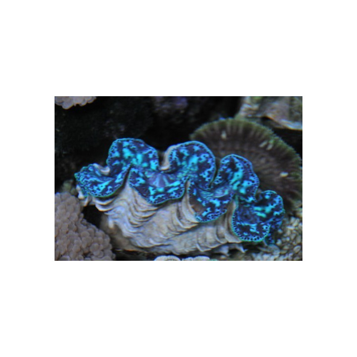 Tridacna