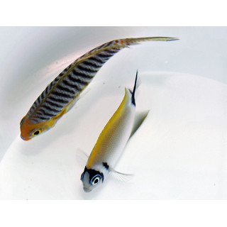 Genicanthus semifasciatus