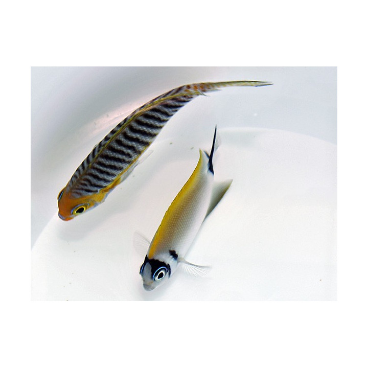 Genicanthus semifasciatus