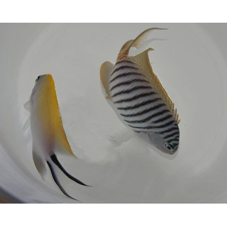 Genicanthus melanospilos