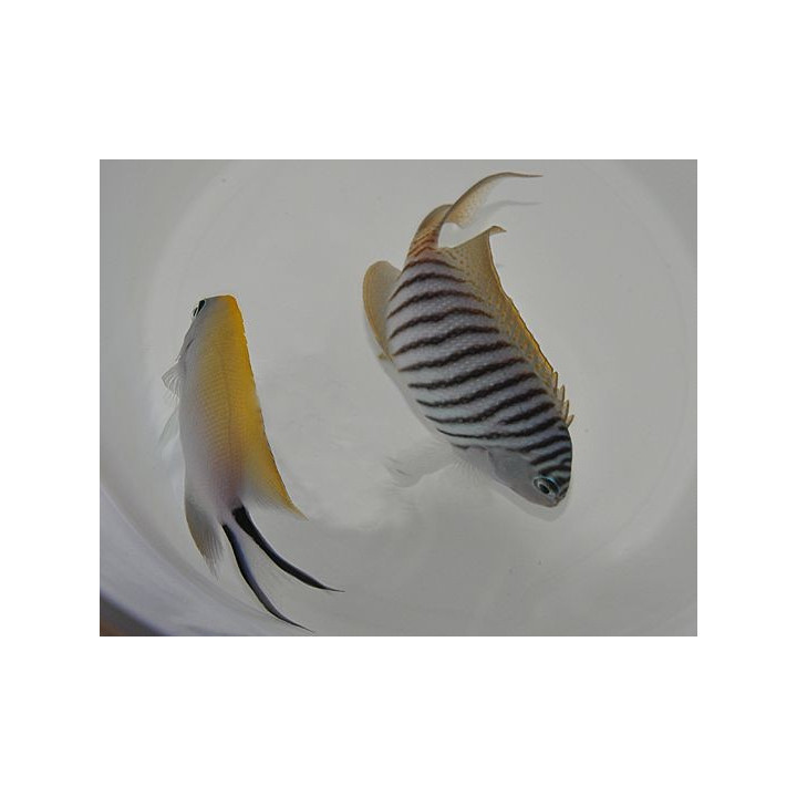 Genicanthus melanospilos