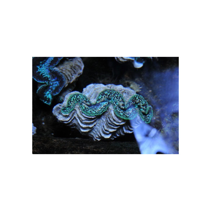 Tridacna